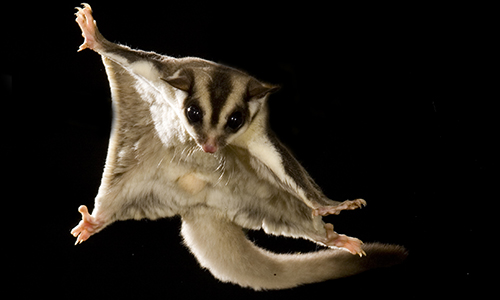 sugar glider